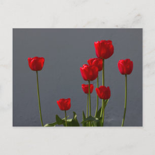 Carulmare Red Tulips CC0032 Briefkaart