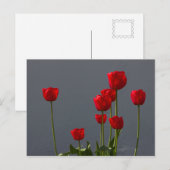 Carulmare Red Tulips CC0032 Briefkaart (Voorkant / Achterkant)