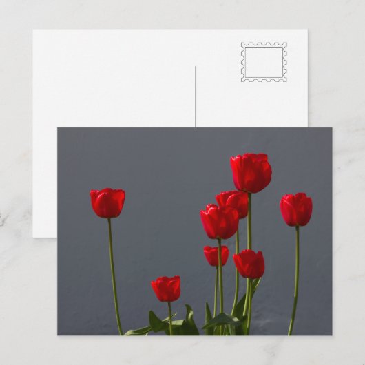 Carulmare Red Tulips CC0032 Briefkaart (Voorkant / Achterkant)