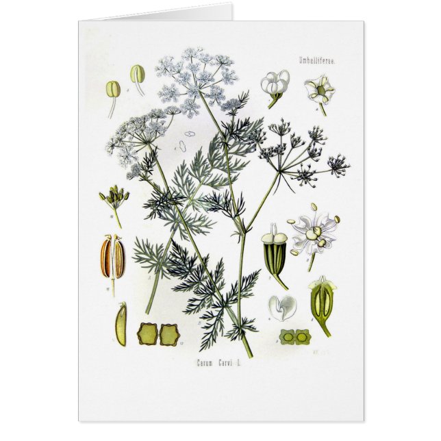 Carum carvi (karwij) (Voorkant)