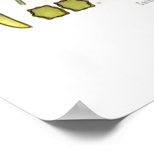 Carum carvi (karwij) poster (Hoek)