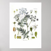 Carum carvi (karwij) poster (Voorkant)