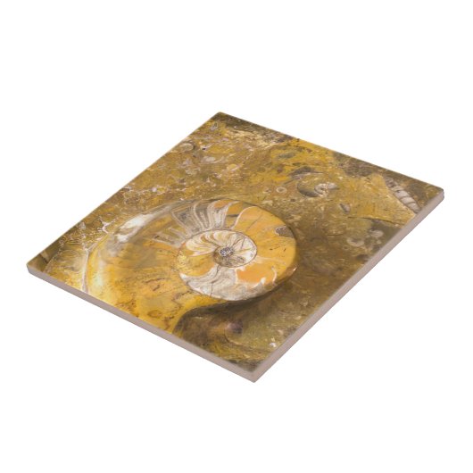 Carved Bowl Made of Fossils in Rock Closeup Photo Tegeltje (Zijkant)