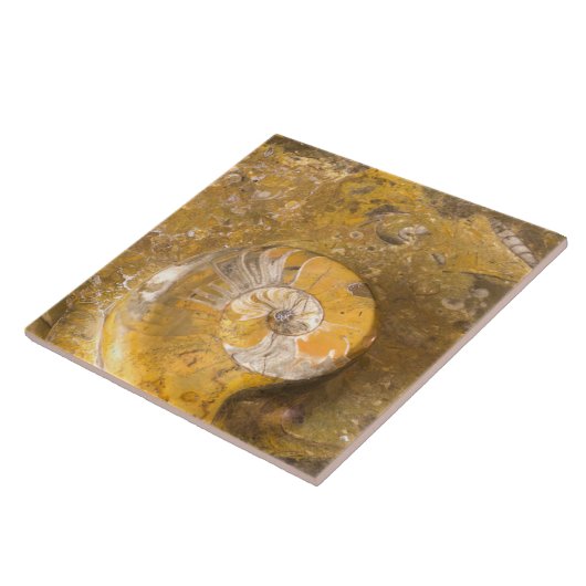 Carved Bowl Made of Fossils in Rock Closeup Photo Tegeltje (Zijkant)