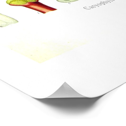 Caryophyllus aromaticus (handschoenen) poster (Hoek)