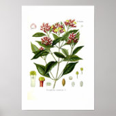 Caryophyllus aromaticus (handschoenen) poster (Voorkant)