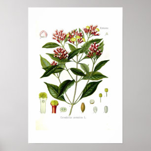Caryophyllus aromaticus (handschoenen) poster