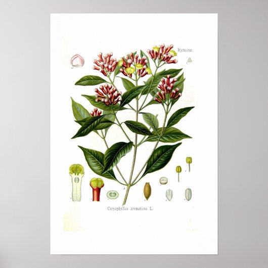 Caryophyllus aromaticus (handschoenen) poster (Voorkant)