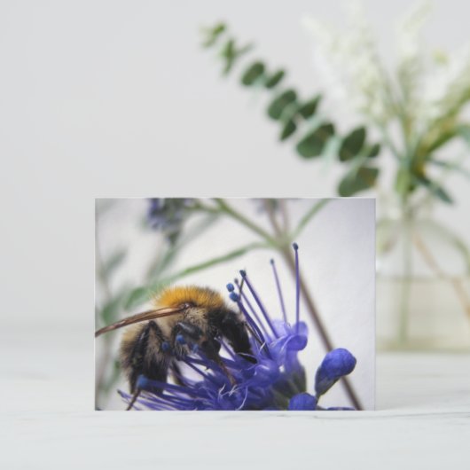 Caryopteris Briefkaart (Staand voorkant)