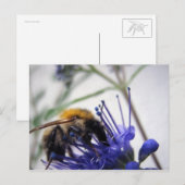 Caryopteris Briefkaart (Voorkant / Achterkant)