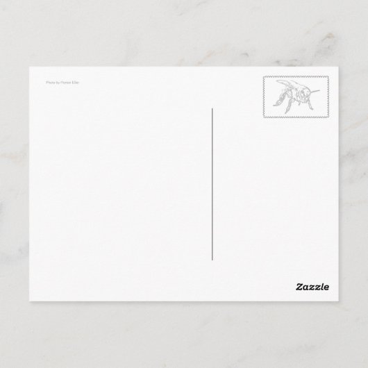 Caryopteris Briefkaart (Achterkant)