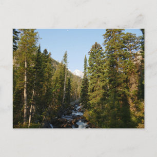 Cascade Creek bij Grand Teton Briefkaart