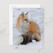 Cascade Fox in Sneeuw Feestdagenkaart (Voorkant / Achterkant)