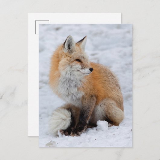 Cascade Fox in Sneeuw Feestdagenkaart (Voorkant / Achterkant)