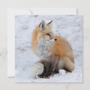 Cascade Fox in sneeuw Feestdagenkaart