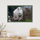 Cascade Mountain Goat Poster (Keuken)