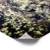 Cascade of White Spring Flower Blossom Poster (Hoek)