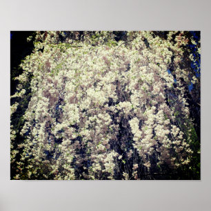 Cascade of White Spring Flower Blossom Poster