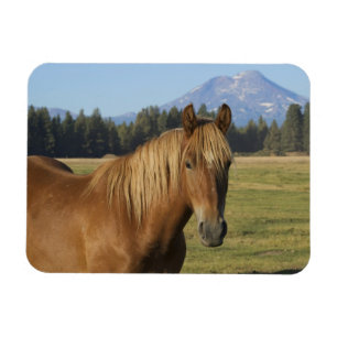 Cascade Range   Kastanjebruine Paard Magneet
