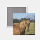 Cascade Range | Kastanjebruine Paard Magneet (Voorkant / Achterkant)