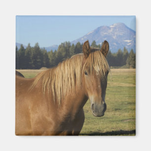 Cascade Range   Kastanjebruine Paard Magneet