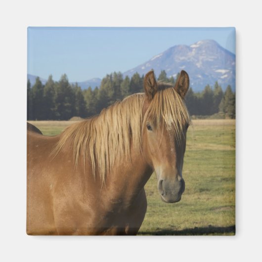 Cascade Range | Kastanjebruine Paard Magneet (Voorkant)