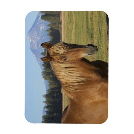 Cascade Range | Kastanjepaarden Magneet (Verticaal)