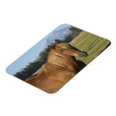 Cascade Range | Kastanjepaarden Magneet (Linkerzijde)