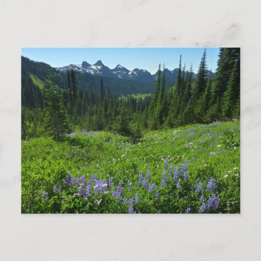 Cascade Range vanuit Mount Rainier National Park Briefkaart (Voorkant)