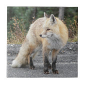 Cascade Red Fox Wildlife Foto Tegeltje (Voorkant)