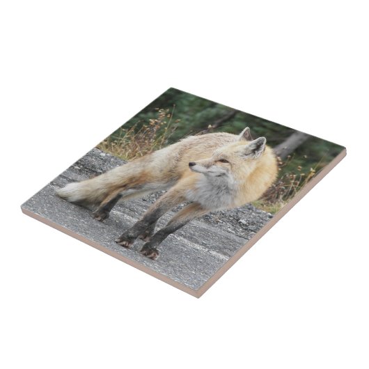 Cascade Red Fox Wildlife Foto Tegeltje (Zijkant)