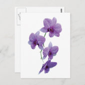 Cascade van Paarse orchideeën Briefkaart (Voorkant / Achterkant)