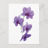 Cascade van Paarse orchideeën Briefkaart (Voorkant)