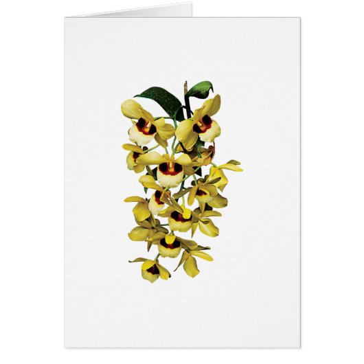 Cascade Yellow Orchids (Voorkant)