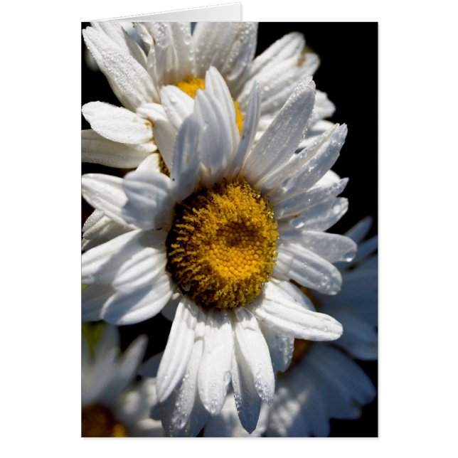 Cascading Daisy (Voorkant)