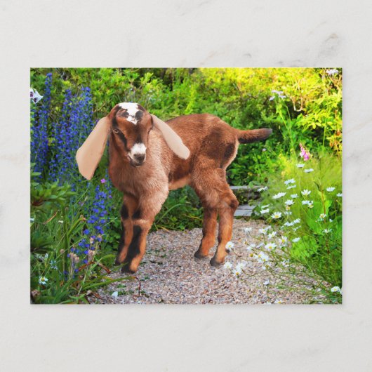 "Casey" Briefkaart (Voorkant)