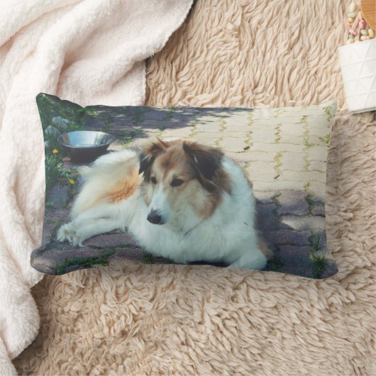 Casey collie kussen (Deken)