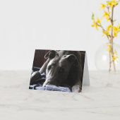 Casey de greyhound kaart (Gele Bloem)