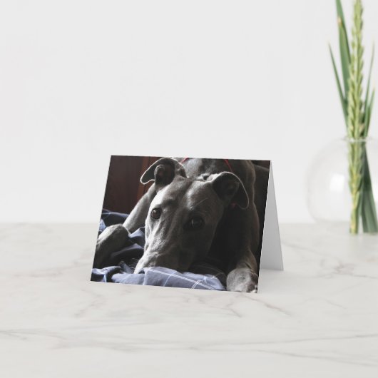 Casey de greyhound kaart (Voorkant)