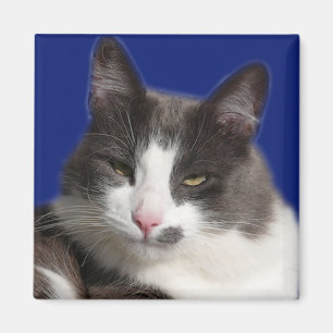 Casey White Grey Cat Magneet