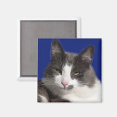 Casey Wit Grijs Kat Magneet (Voorkant / Achterkant)