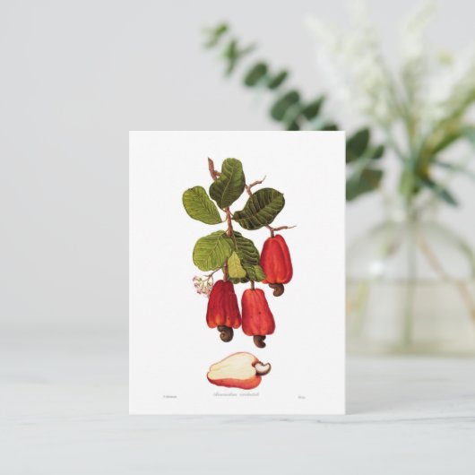 Cashew Briefkaart (Staand voorkant)