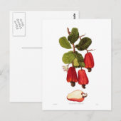 Cashew Briefkaart (Voorkant / Achterkant)