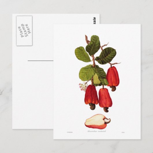 Cashew Briefkaart (Voorkant / Achterkant)