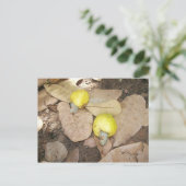 Cashew Fruits, Nigeria Briefkaart (Staand voorkant)