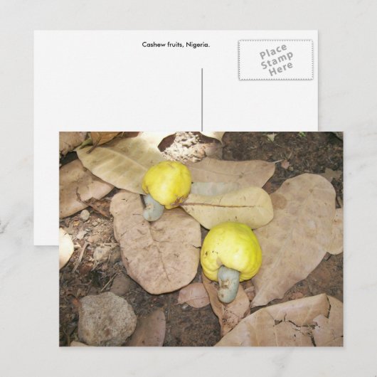 Cashew Fruits, Nigeria Briefkaart (Voorkant / Achterkant)