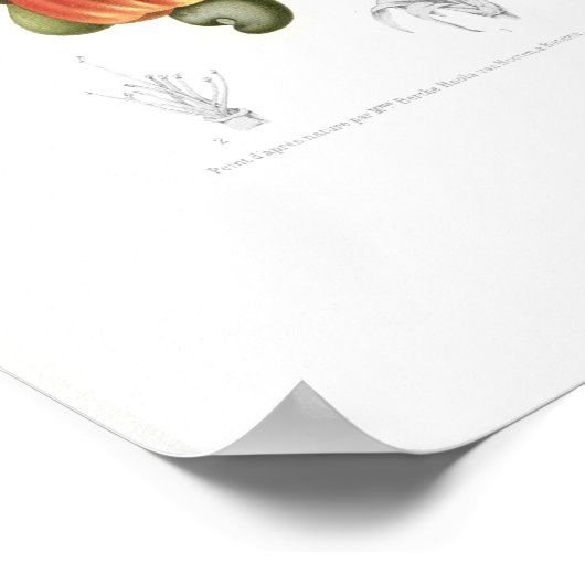 Cashew Poster (Hoek)