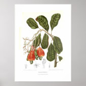 Cashew Poster (Voorkant)