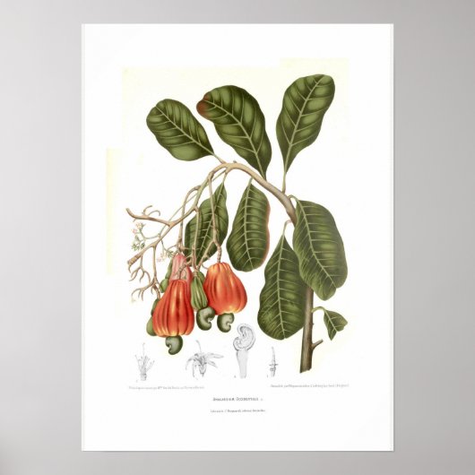 Cashew Poster (Voorkant)