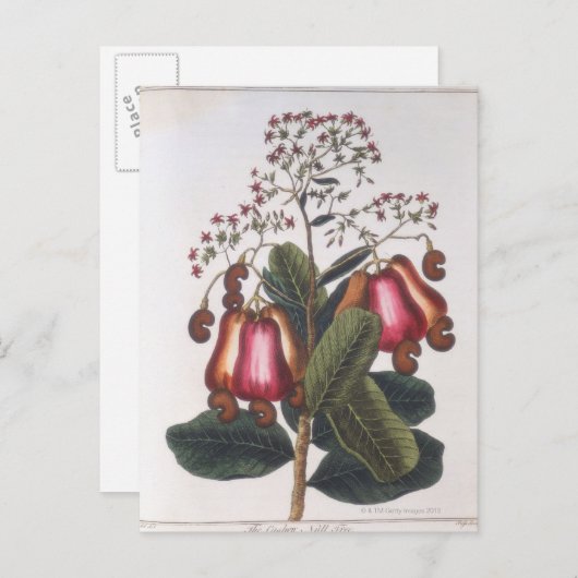 Cashewnoot Briefkaart (Voorkant / Achterkant)